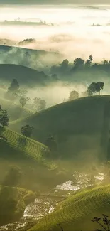 Misty green hills with trees under morning fog.