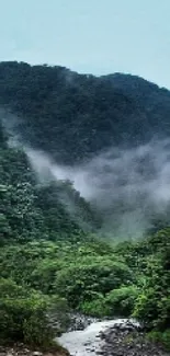 Misty mountains with lush green forest.