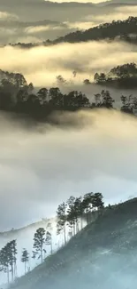 Misty mountains with trees in serene fog.