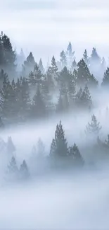 Misty pine forest wallpaper with serene blue-gray mist.