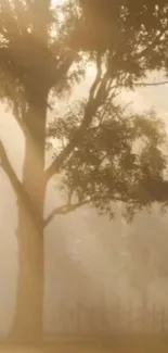 Misty morning with a tree silhouetted against golden sunlight, creating a serene view.