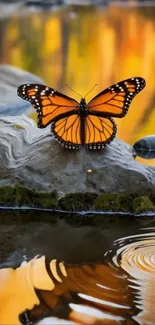 Monarch butterfly resting on a rock by a reflecting pond.