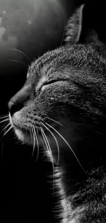 Moonlit cat in black and white, serene and elegant against a dark background.