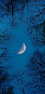 Moonlit night with silhouetted tree branches against a dark blue sky.