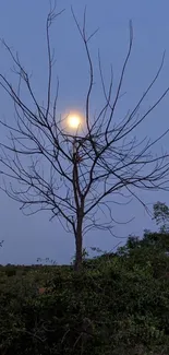 Calm wallpaper with tree silhouetted against a moonlit sky.