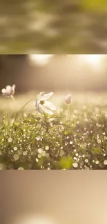 Morning blossoms with dew under sunlight creating a serene and peaceful atmosphere.