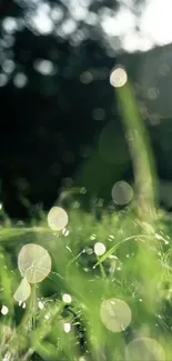 Morning light on dewdrops and grass with a soft bokeh background.