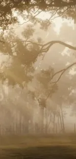 Serene forest with sunlight filtering through misty trees in the morning.