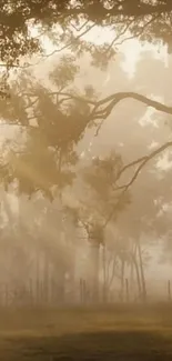 Golden misty forest with sunlight streaming through trees.