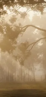 Misty morning forest with soft sunlight filtering through trees.