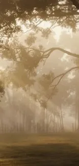 Serene morning forest with mist and sunlight streaming through trees.