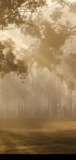 Serene morning forest wallpaper with golden sunlight through trees.