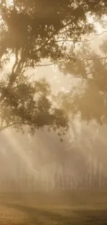 Tranquil forest with morning light filtering through trees