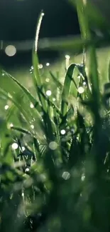 Morning grass with dewdrops, serene and lush green.