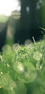 Close-up of dew on grass with morning light.