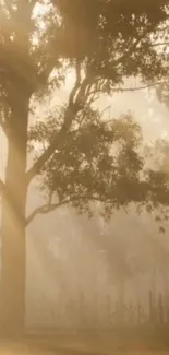 Serene morning tree with sunlight streaming through branches