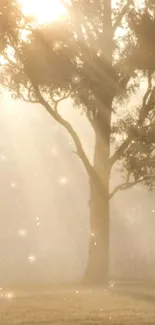 Sunlit tree in morning mist with gentle light rays.