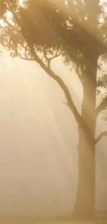 Serene morning scene with sunlit tree silhouette.