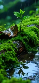 Green moss and leaves on a log in a rainy forest scene.