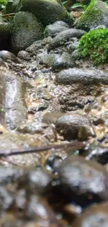 Close-up of mossy stones with tranquil nature.