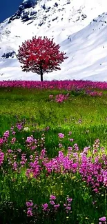 Pink blossoms and tree with snowy mountain backdrop.