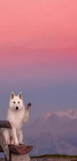 White dog on bench with pink sunset over mountains.