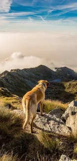 Dog on mountain with scenic sky view.