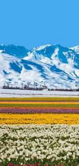 Colorful flower fields with snowy mountains and a clear sky.