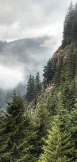 Misty mountain forest with pine trees.