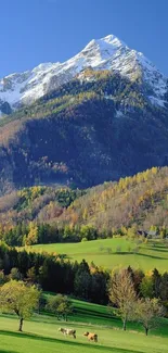 Scenic mountain landscape with snow-capped peak and lush green fields.