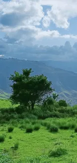 Serene landscape with green fields and a solitary tree against a mountainous backdrop.