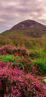 Mountain landscape with pink heather and a moody sky, perfect for mobile wallpaper.