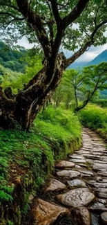 Serene path with lush greenery and mountains.