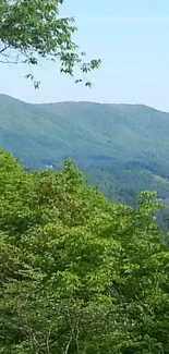 Lush green forest with distant mountains.