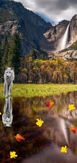 Wolf reflected in calm pond with mountains and waterfall in fall foliage.