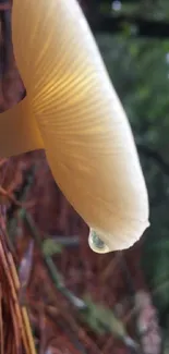 Close-up of a mushroom with forest background, captured beautifully.