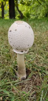 A lone white mushroom in a lush, green forest setting.