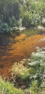 A tranquil stream with lush greenery perfect for nature-themed mobile wallpaper.