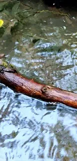 Stream with mossy log and clear flowing water in nature.