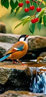 Colorful bird by a stream with cherries overhead.