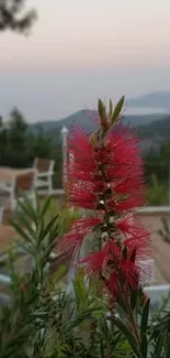 Vibrant red bottlebrush flowers with mountainous backdrop.