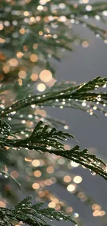 Green leaves with bokeh lights creating a serene and peaceful wallpaper background.