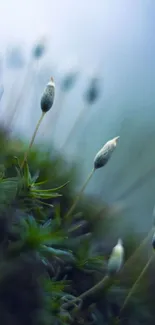 A serene close-up of delicate plants with a blurred background.