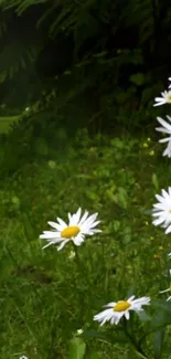 Beautiful white daisies with green background