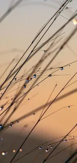 Dewdrops on grass at sunrise, peaceful mobile wallpaper.