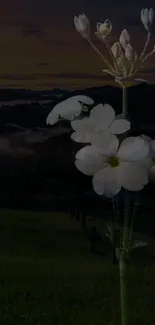 Serene mobile wallpaper with white flowers at twilight.