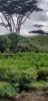 Lush green garden with tall trees under a cloudy sky.