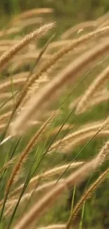 Calming wallpaper with golden grass and green background.