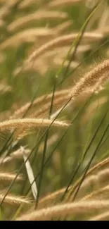 Golden grass swaying gently in a serene field.