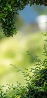 Wallpaper featuring lush green leaves and a serene nature scene.